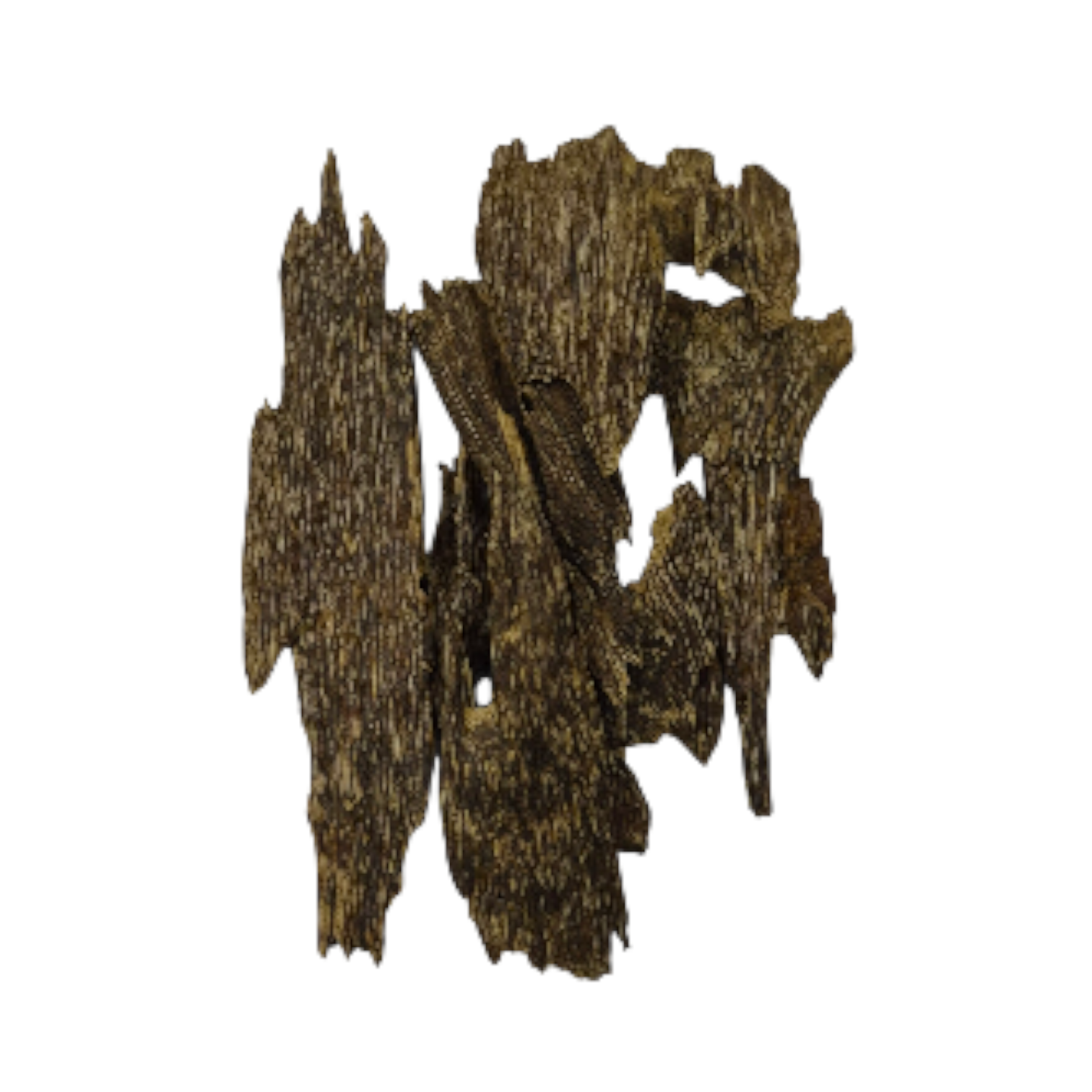 اتشيه غابات سومطره - Wild Aceh Sumatra