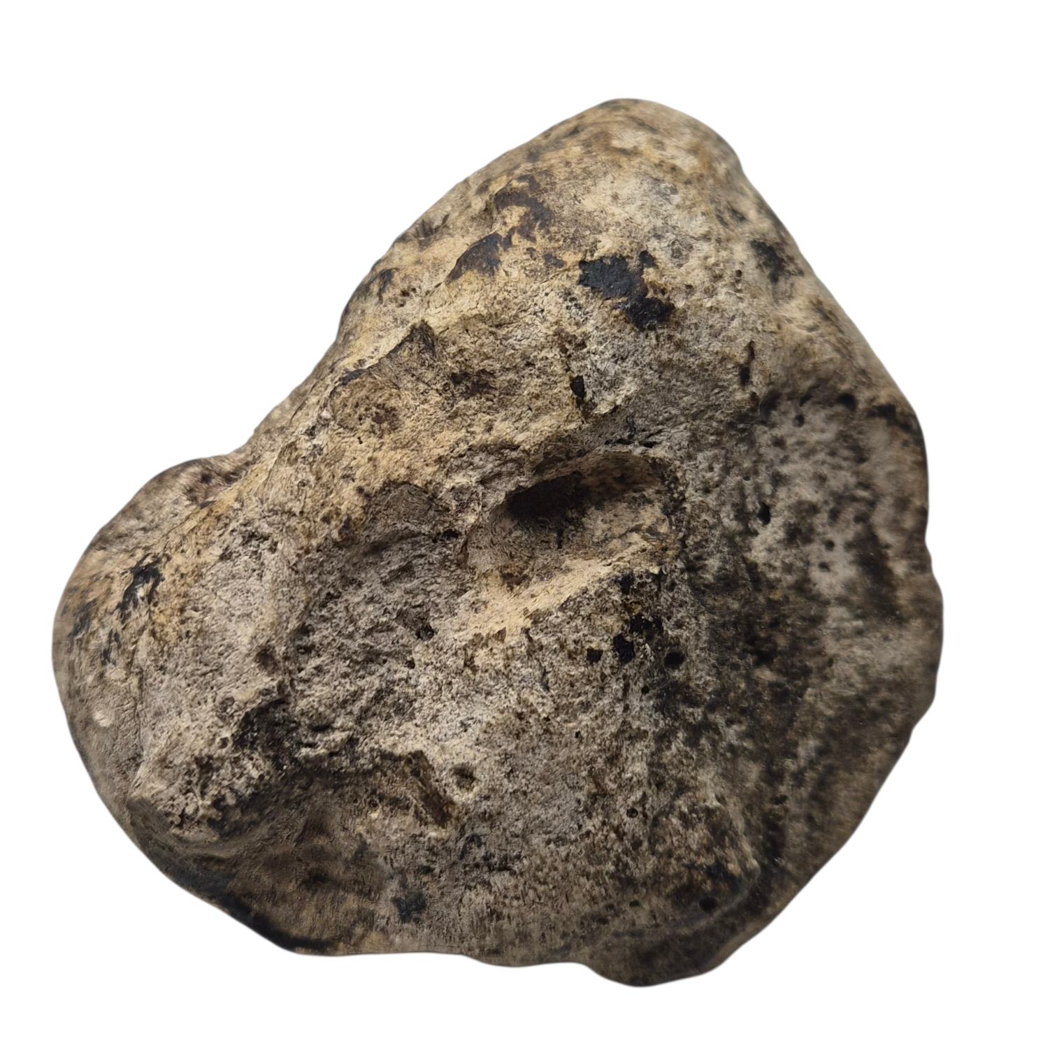 عنبر الحوت الاشهب - White Whale Amber