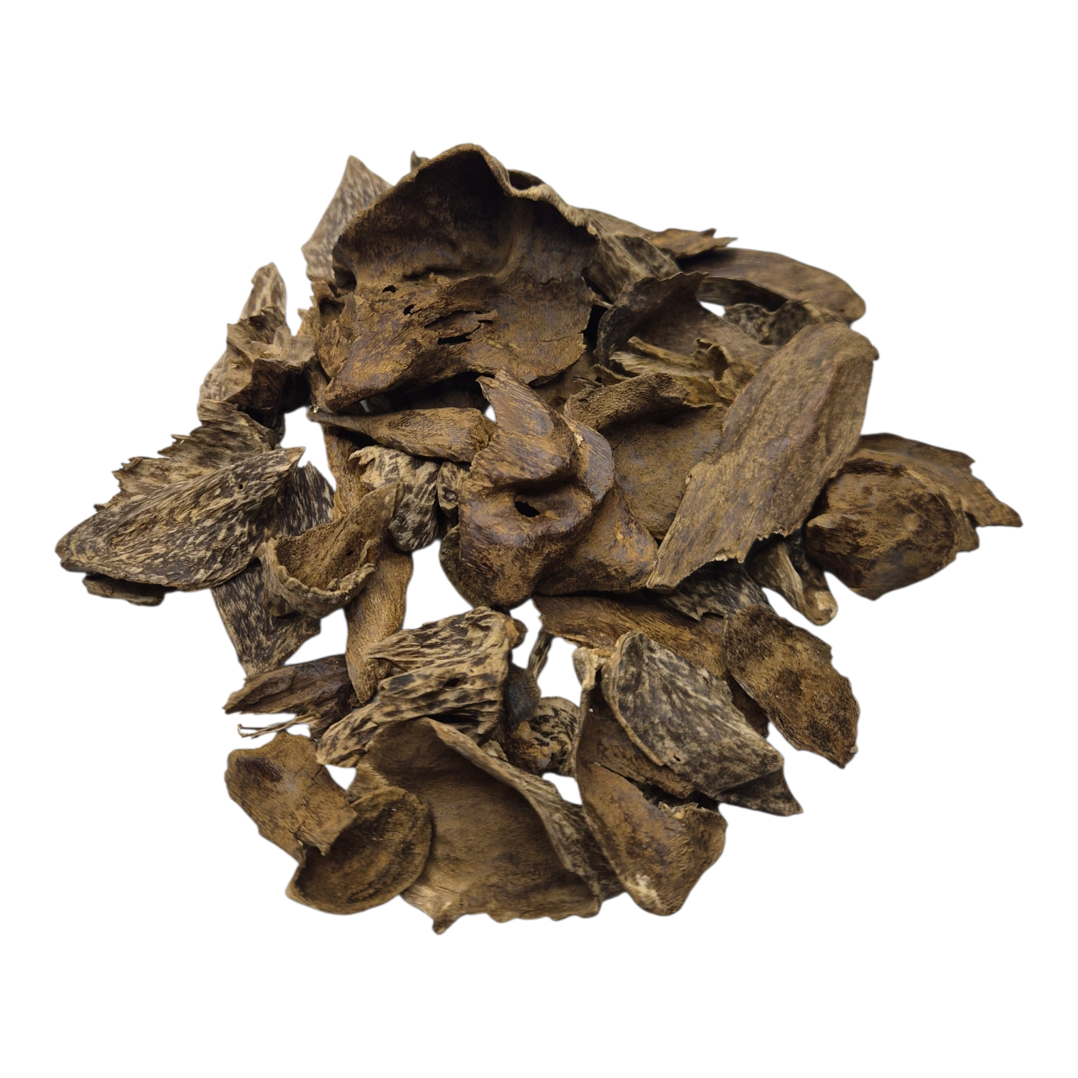 Silani Shells Agarwood